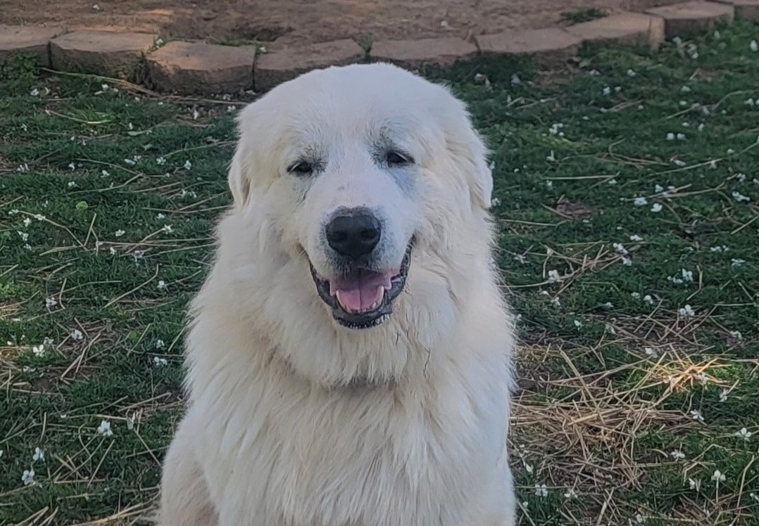 Falkor's Friends Logo